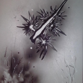 Glaucus atlanticus